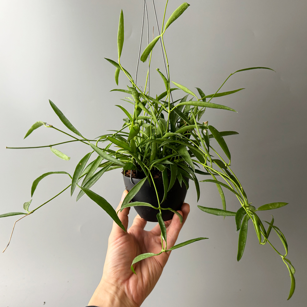 식물행성 디시디아 필리핀 행잉 블랙팟 - 행잉플랜트 공중 걸이식물 화분 이미지 3