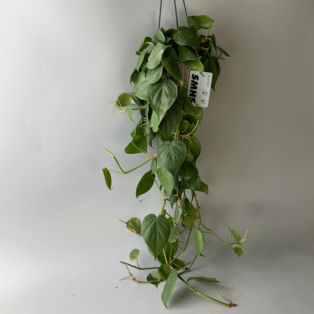 식물행성 필로덴드론 옥시카르디움 브라질 대품 투명화분 - 풍성한 행잉플랜트 공중 걸이식물 이미지 2