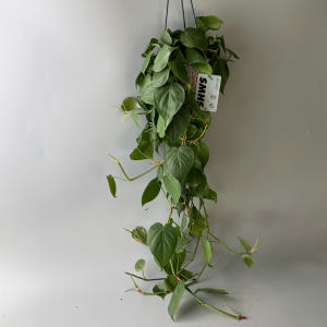 식물행성 필로덴드론 옥시카르디움 브라질 대품 투명화분 - 풍성한 행잉플랜... 실사용 후기 | 효과 있을까? - 상품 이미지 2