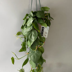 식물행성 필로덴드론 옥시카르디움 브라질 대품 투명화분 - 풍성한 행잉플랜... 실사용 후기 | 효과 있을까? - 상품 이미지 3