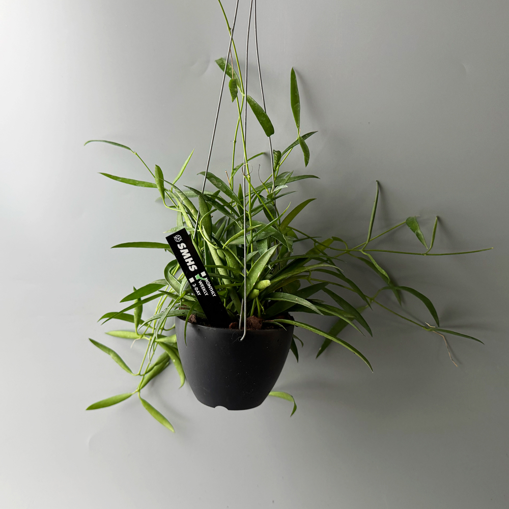 식물행성 디시디아 필리핀 행잉 블랙팟 - 행잉플랜트 공중 걸이식물 화분 이미지 4