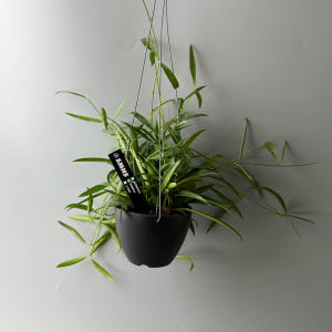 식물행성 디시디아 필리핀 행잉 블랙팟 - 행잉플랜트 공중 걸이식물 화분 실사용 후기 | 효과 있을까? - 상품 이미지 4