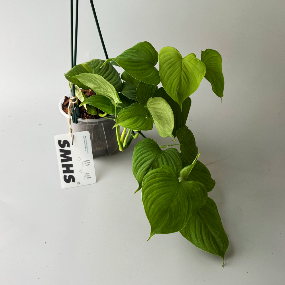 식물행성 필로덴드론 페루 행잉 투명화분 - 행잉플랜트 공중 걸이식물 화분 이미지 4