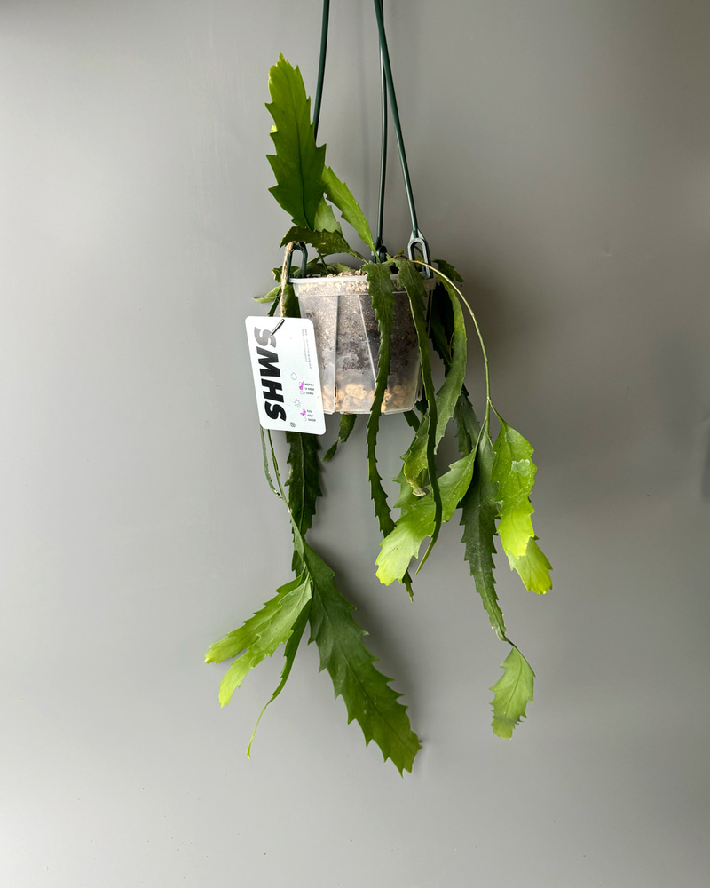 식물행성 립살리스 뉴쇼우 투명화분 - 지그재그 행잉플랜트 공중 걸이식물 제품 이미지