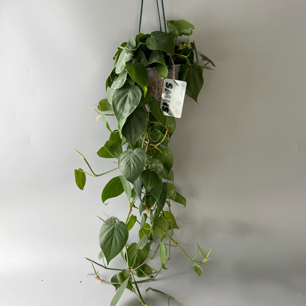 식물행성 필로덴드론 옥시카르디움 브라질 대품 투명화분 - 풍성한 행잉플랜... 실사용 후기 | 효과 있을까? - 대표 이미지