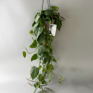 식물행성 필로덴드론 옥시카르디움 브라질 대품 투명화분 - 풍성한 행잉플랜... 실사용 후기 | 효과 있을까? - 상품 이미지 1