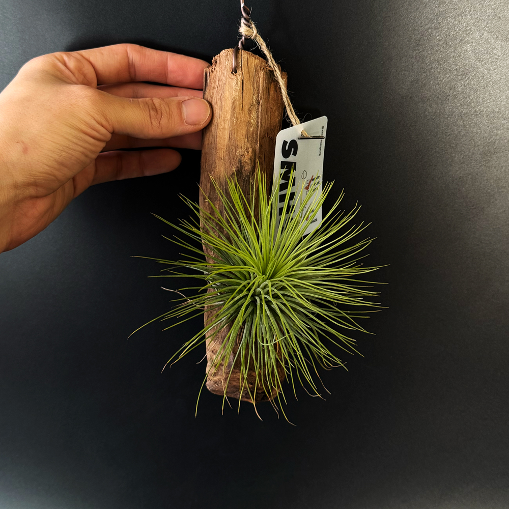 식물행성 틸란드시아 안드레아나 유목 목부작 - 먼지먹는 공기정화 행잉플랜트 공중식물 이미지 3