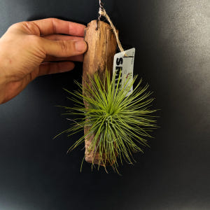 식물행성 틸란드시아 안드레아나 유목 목부작 - 먼지먹는 공기정화 행잉플랜... 실사용 후기 | 효과 있을까? - 상품 이미지 3