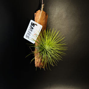 식물행성 틸란드시아 안드레아나 유목 목부작 - 먼지먹는 공기정화 행잉플랜... 실사용 후기 | 효과 있을까? - 상품 이미지 4