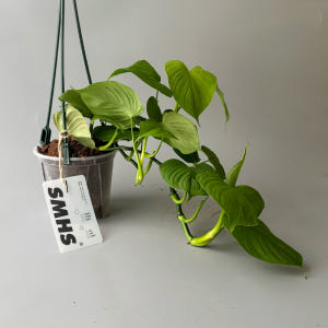 식물행성 필로덴드론 페루 행잉 투명화분 - 행잉플랜트 공중 걸이식물 화분 실사용 후기 | 효과 있을까? - 상품 이미지 3