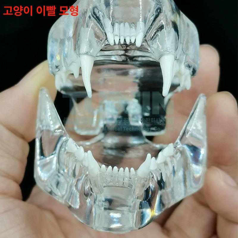 강아지 모형 교육용 치아 고양이 이빨 동물병원 개 청년쇼핑 사진 카페 세트 - 상세 이미지 3