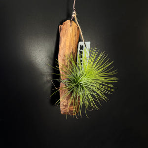 식물행성 틸란드시아 안드레아나 유목 목부작 - 먼지먹는 공기정화 행잉플랜... 실사용 후기 | 효과 있을까? - 상품 이미지 1