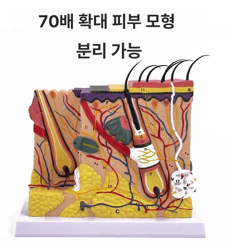 피부 모형 조직 모낭 해면 확대 단면 E 피부 70배 분리형 - 상세 이미지 5