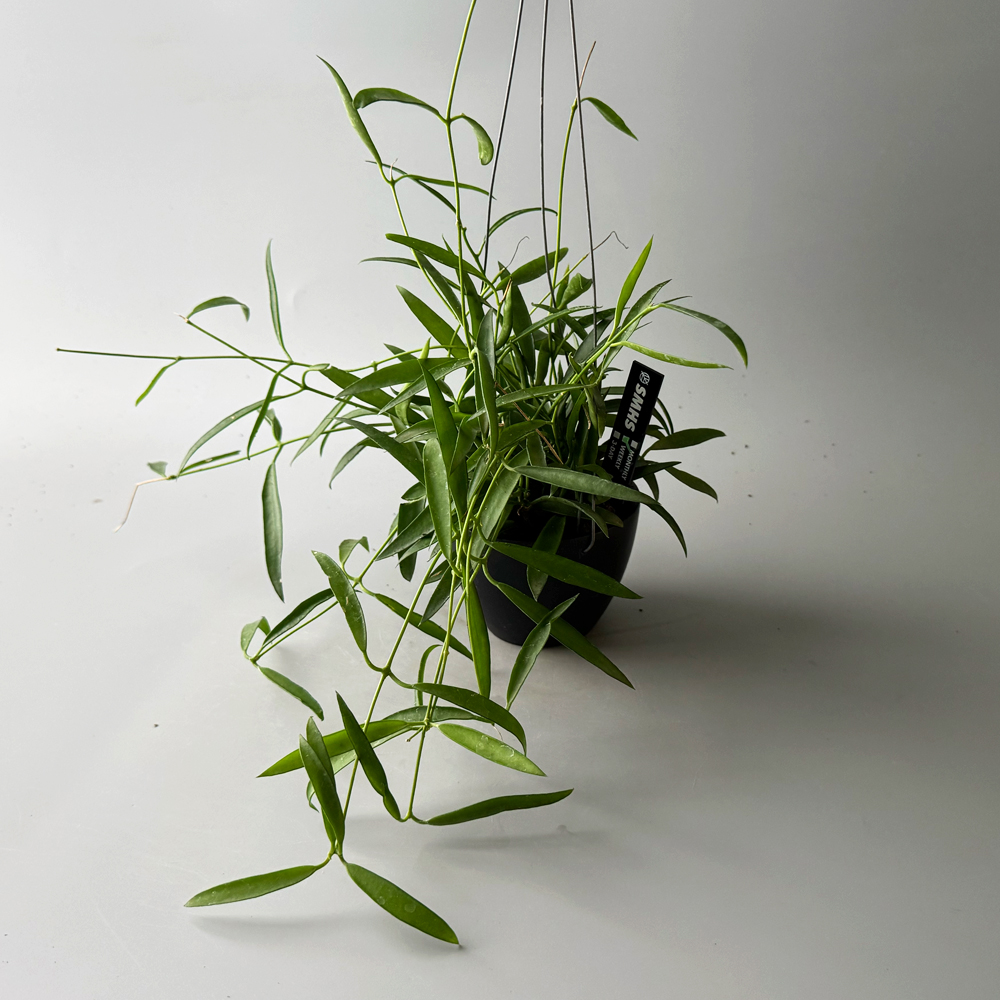 식물행성 디시디아 필리핀 행잉 블랙팟 - 행잉플랜트 공중 걸이식물 화분 이미지 2