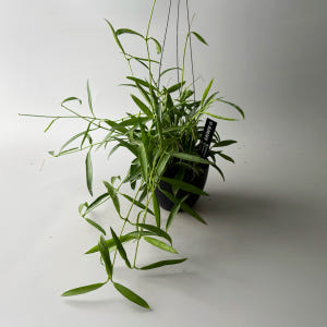 식물행성 디시디아 필리핀 행잉 블랙팟 - 행잉플랜트 공중 걸이식물 화분 실사용 후기 | 효과 있을까? - 상품 이미지 2
