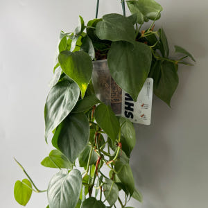 식물행성 필로덴드론 옥시카르디움 브라질 대품 투명화분 - 풍성한 행잉플랜... 실사용 후기 | 효과 있을까? - 상품 이미지 4