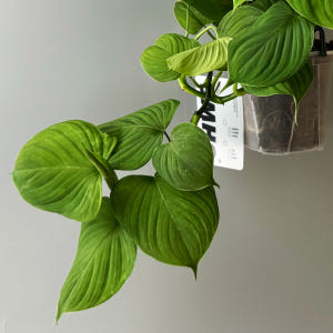 식물행성 필로덴드론 페루 행잉 투명화분 - 행잉플랜트 공중 걸이식물 화분 실사용 후기 | 효과 있을까? - 상품 이미지 2