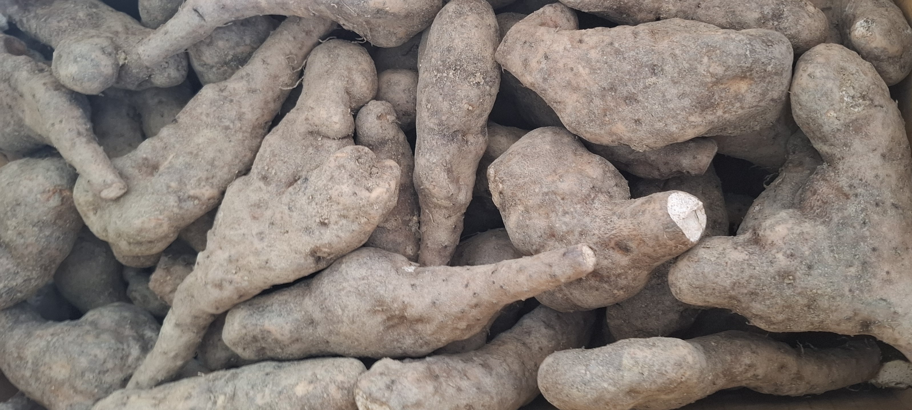안동마 햇 참마 장마 산마 깐마 산지직송 못난이마 산지직송 5kg 10kg - 상세 이미지 4