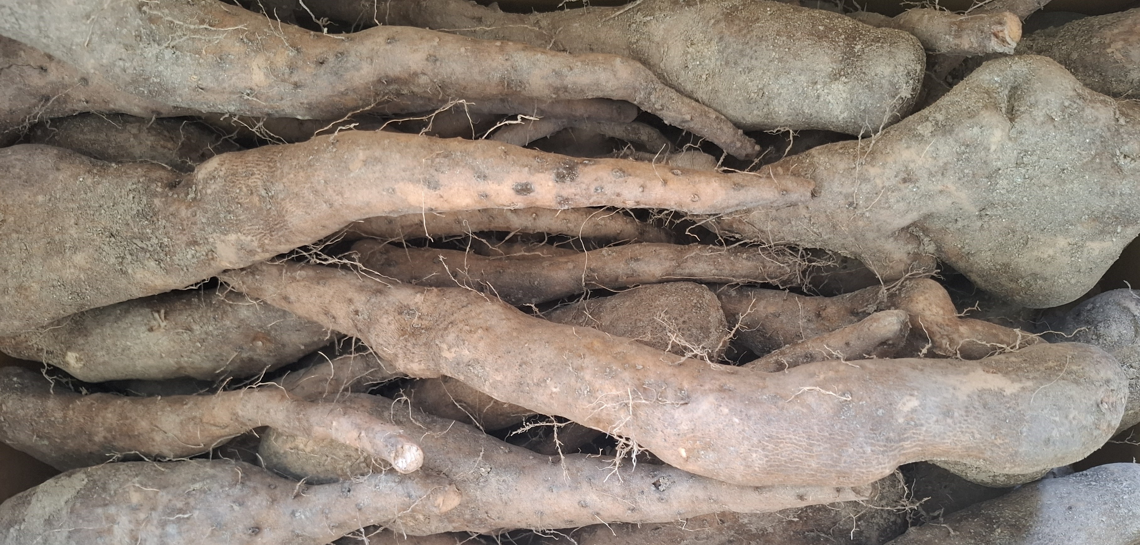 안동마 햇 참마 장마 산마 깐마 산지직송 못난이마 산지직송 5kg 10kg - 상세 이미지 2