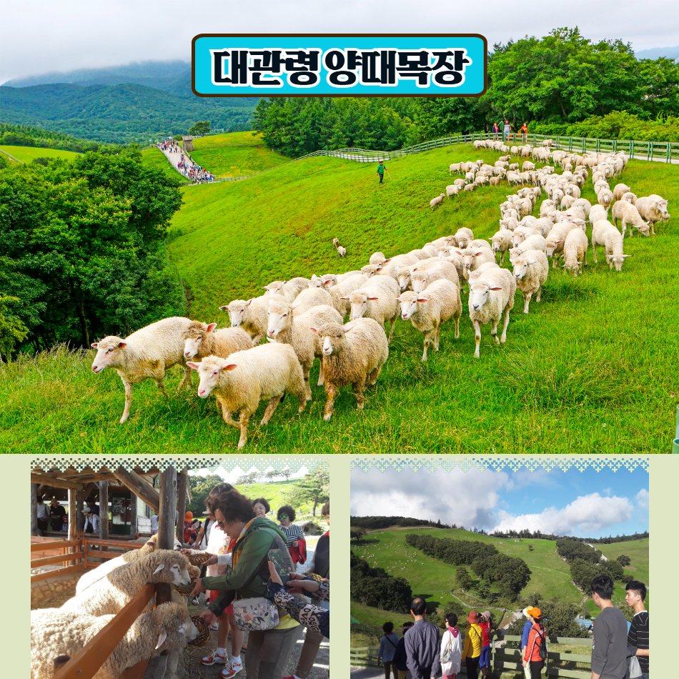 [하계특선] 대관령 양떼목장 &오대산 월정사 전나무숲길 이미지 6
