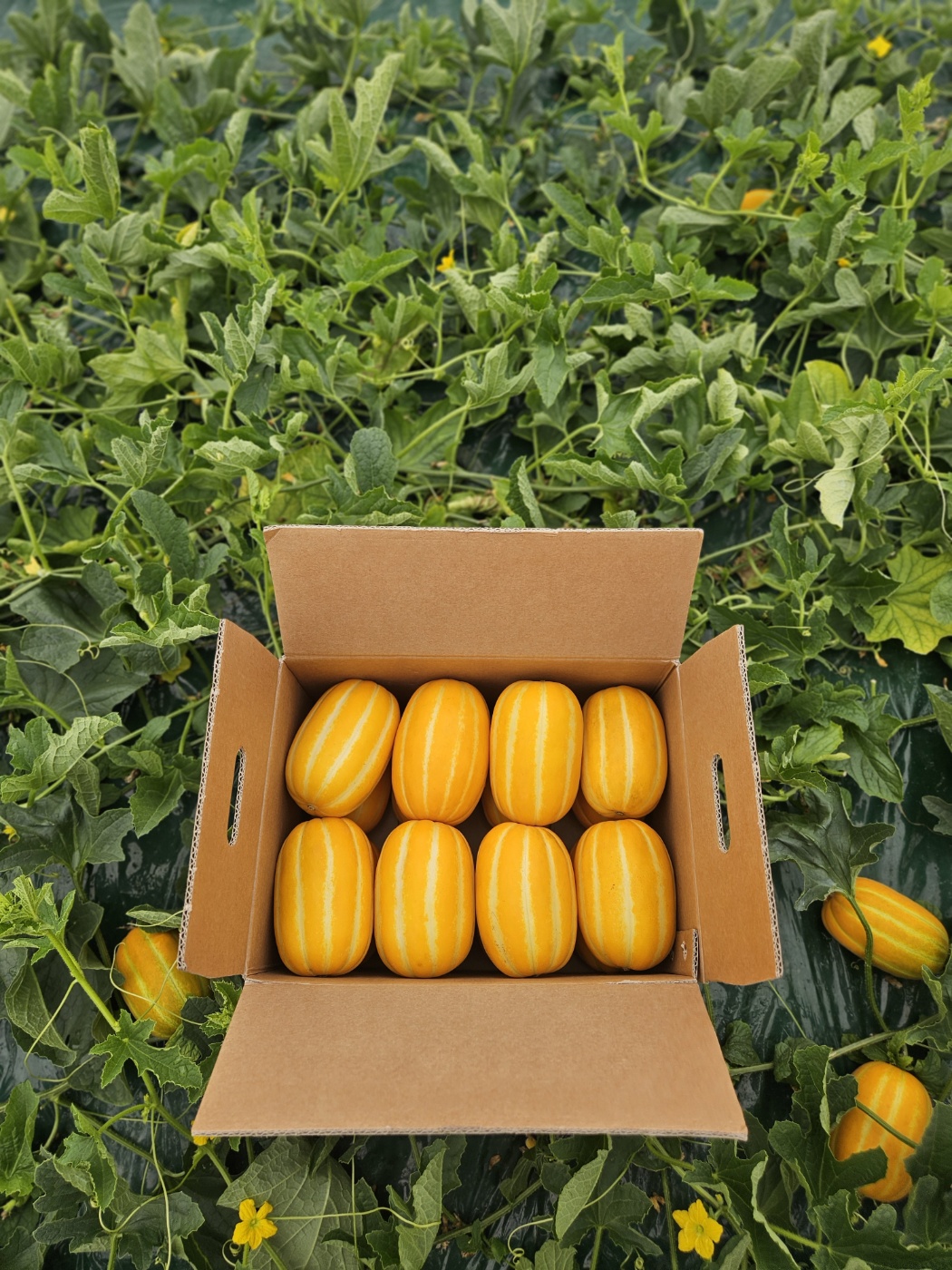 실패없는 성주참외 3KG 5KG 꿀참외 - 상세 이미지 2