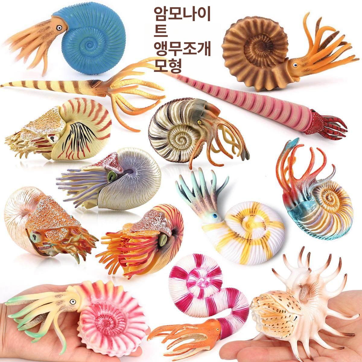 고대생물 해양동물 앵무조개 과학 교육 피규어 암모나이트 15개 세트 - 상세 이미지 2