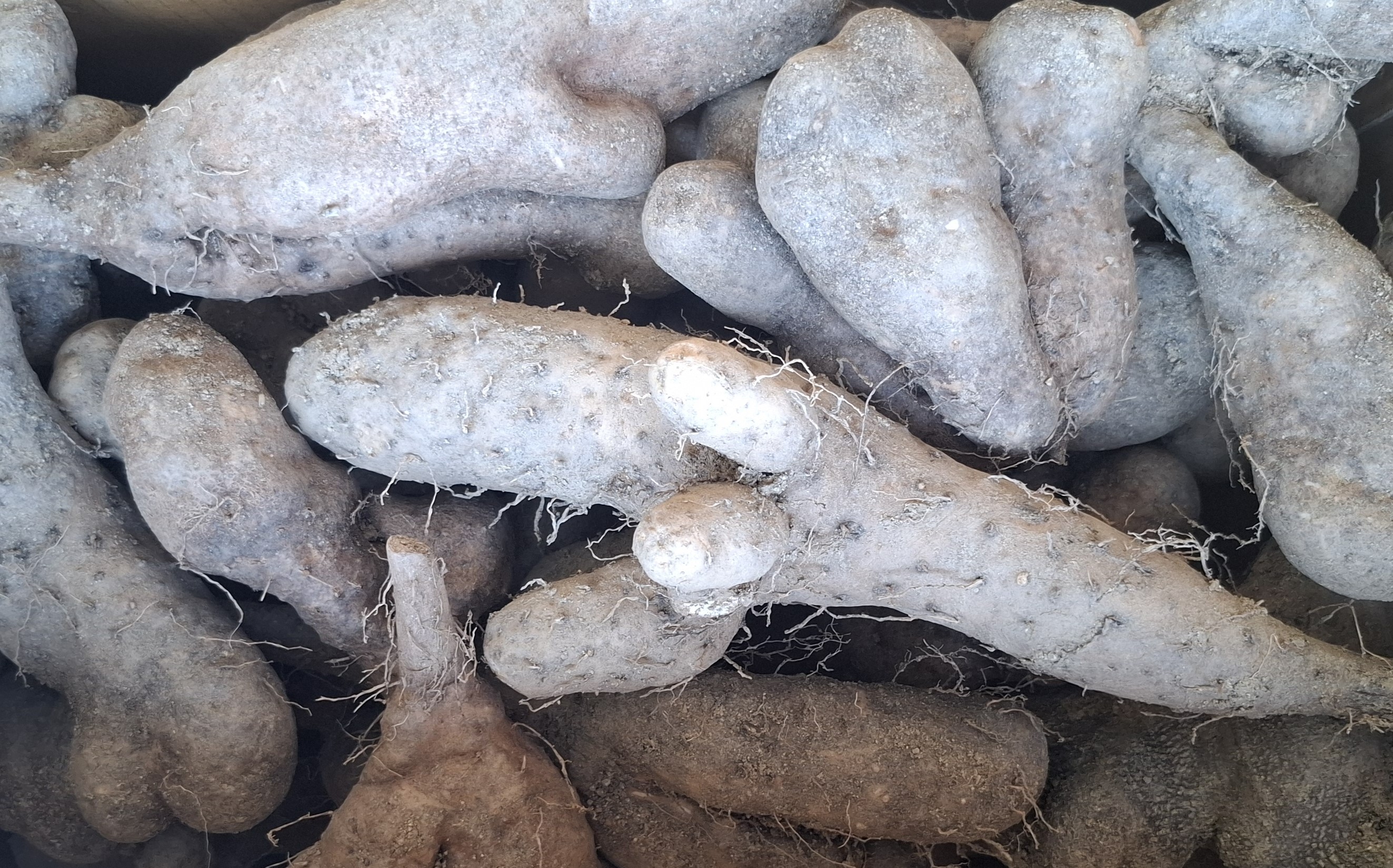 안동마 햇 참마 장마 산마 깐마 산지직송 못난이마 산지직송 5kg 10kg - 상세 이미지 3