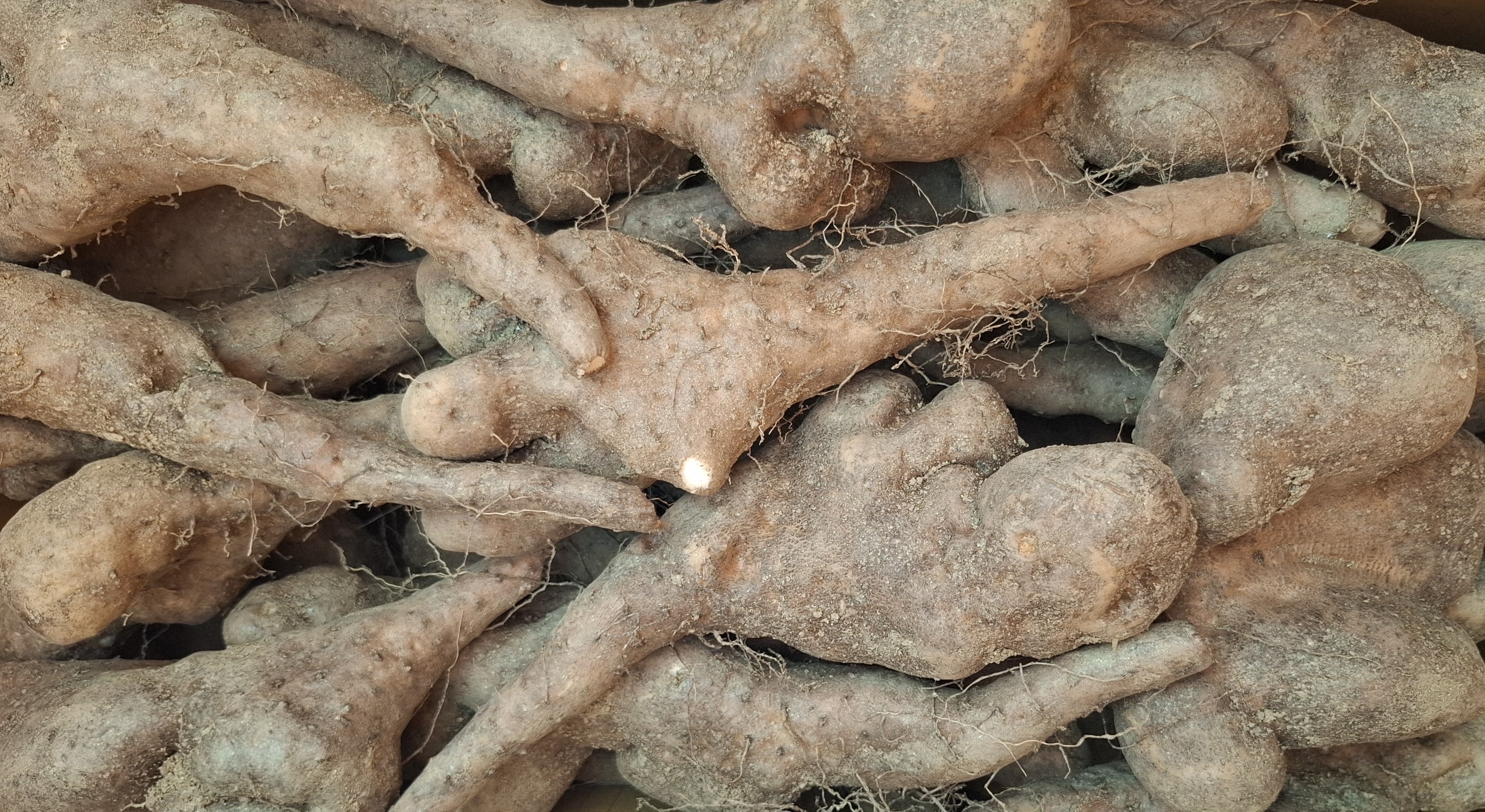 안동마 햇 참마 장마 산마 깐마 산지직송 못난이마 산지직송 5kg 10kg 이미지 6