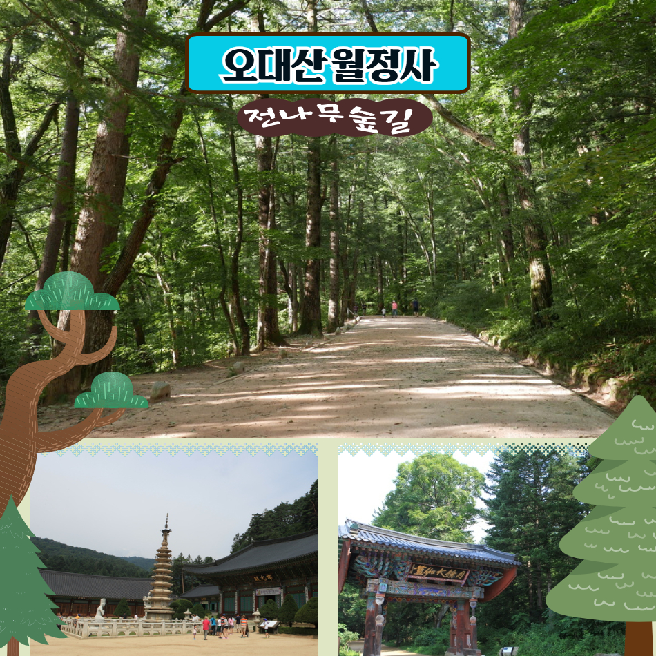 [하계특선] 대관령 양떼목장 &오대산 월정사 전나무숲길 이미지 7