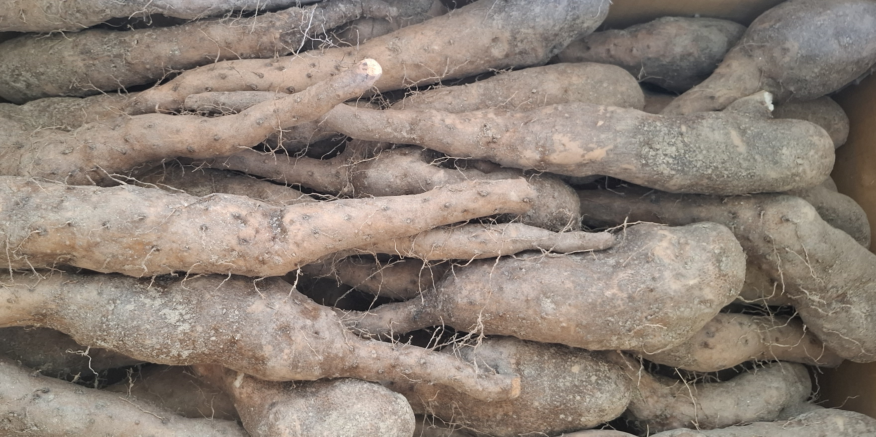 안동마 햇 참마 장마 산마 깐마 산지직송 못난이마 산지직송 5kg 10kg 이미지 7
