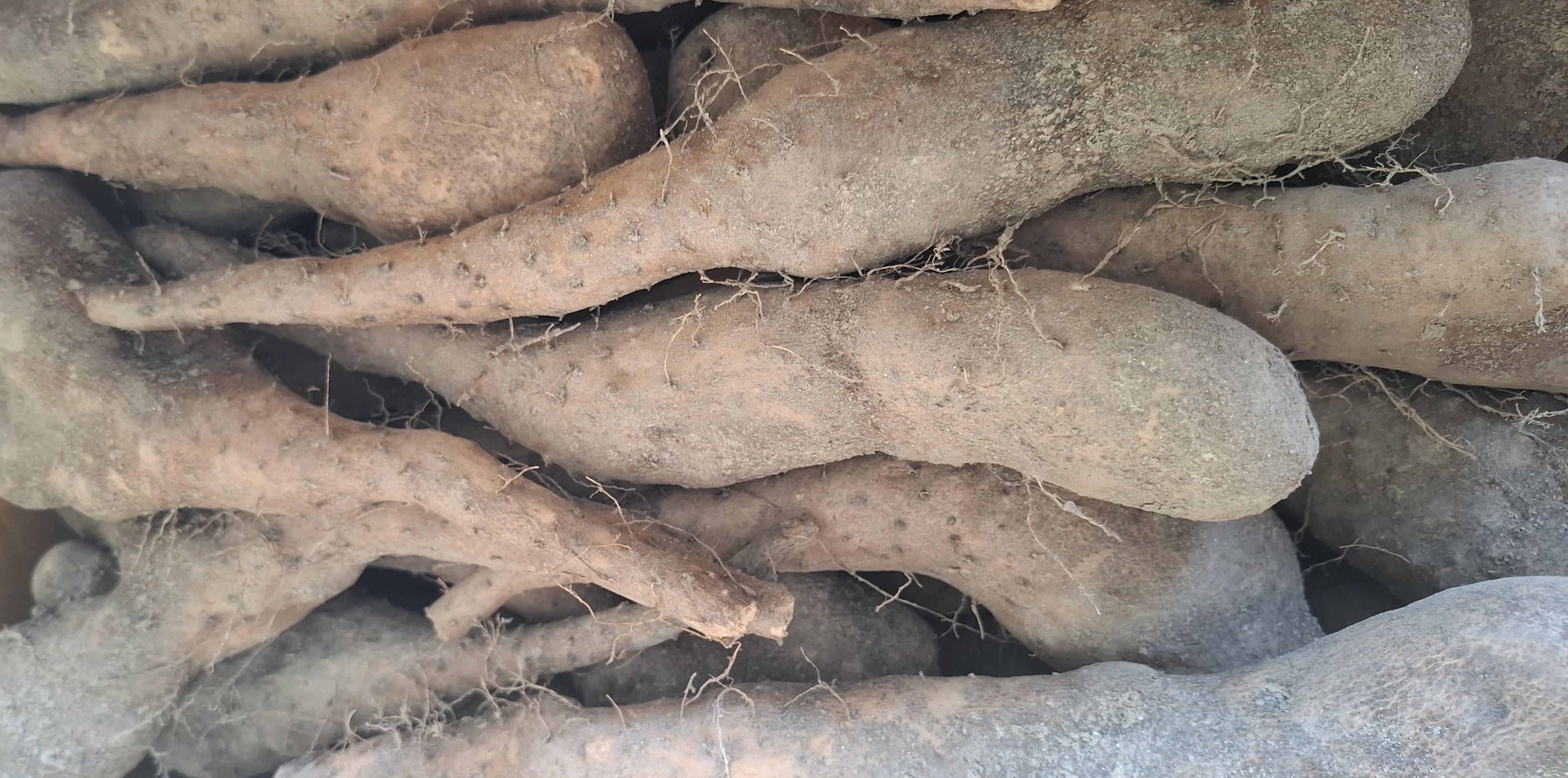 안동마 햇 참마 장마 산마 깐마 산지직송 못난이마 산지직송 5kg 10kg - 상세 이미지 5