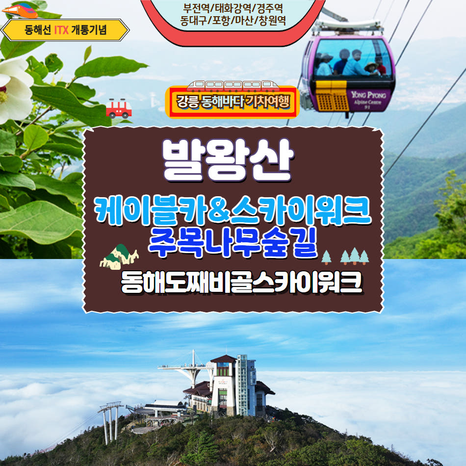 발왕산 케이블카 & 천년주목나무 숲길&동해 도째비골 스카이위크 가격 비교 울산출발국내여행 발왕산 케이블카 & 천년주목나무 숲길&동해 도째비골 스카이위크