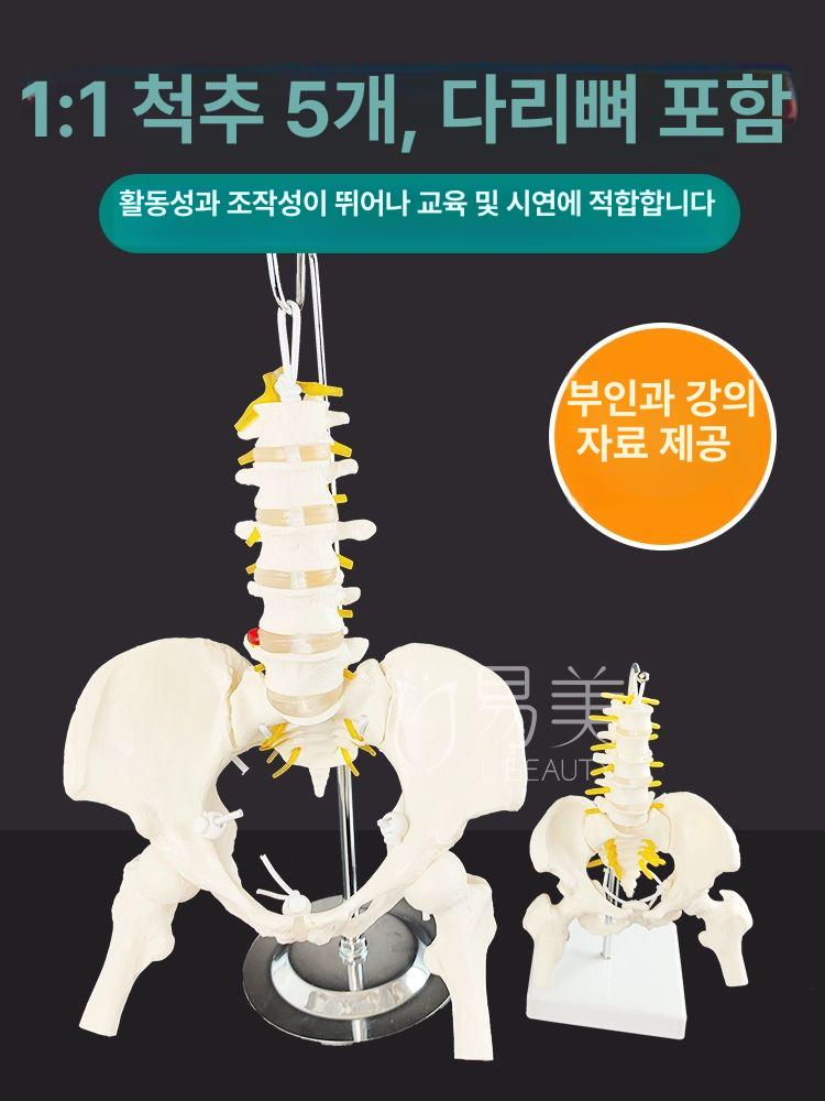 골반 모형 인체 해부학 교육용 모델 - 상세 이미지 4