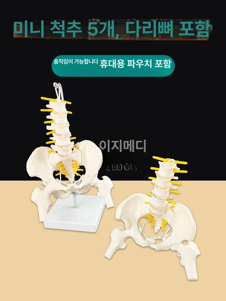 골반 모형 인체 해부학 교육용 모델 - 상세 이미지 5