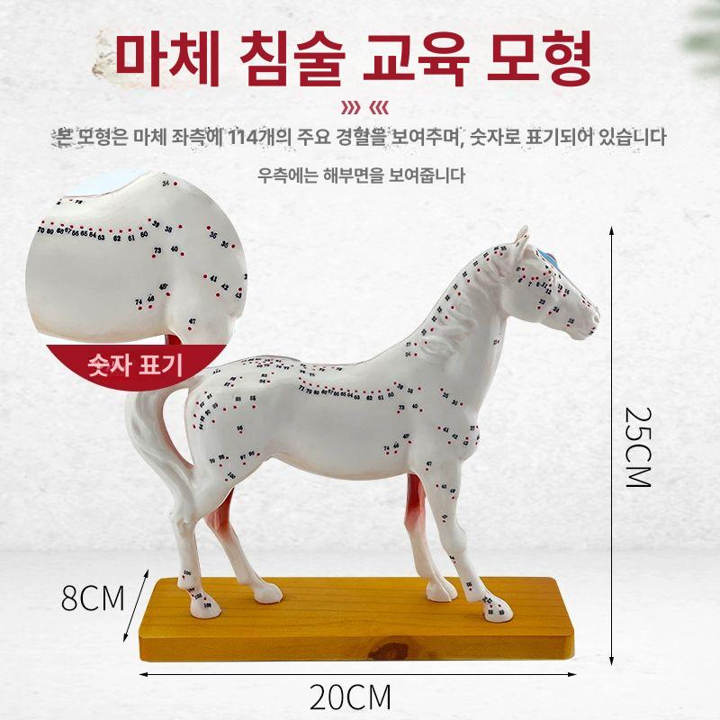 동물 해부 모델 학습용 골격 경혈 침술 개 - 상세 이미지 4