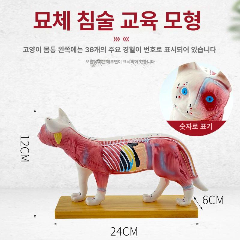 동물 해부 모델 학습용 골격 경혈 침술 개 - 상세 이미지 5