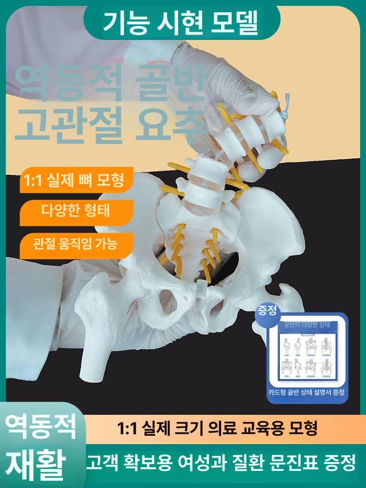 골반 모형 인체 해부학 교육용 모델 - 상세 이미지 2