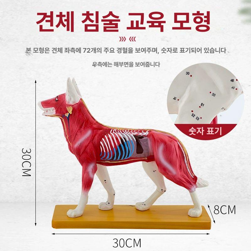 동물 해부 모델 학습용 골격 경혈 침술 개 - 상세 이미지 3
