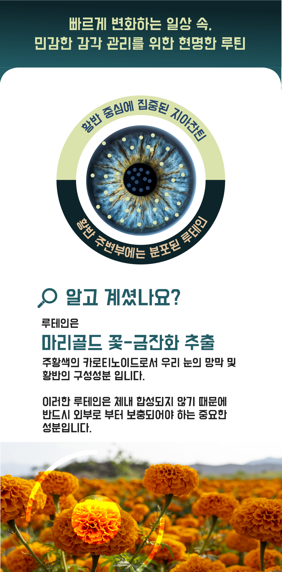 [첫구매 추천]90 바이원 프리미엄 캐나다 루테인 플러스 500mg 눈 비타민 지아잔틴 90캡슐, 1개 - 상세 이미지 4