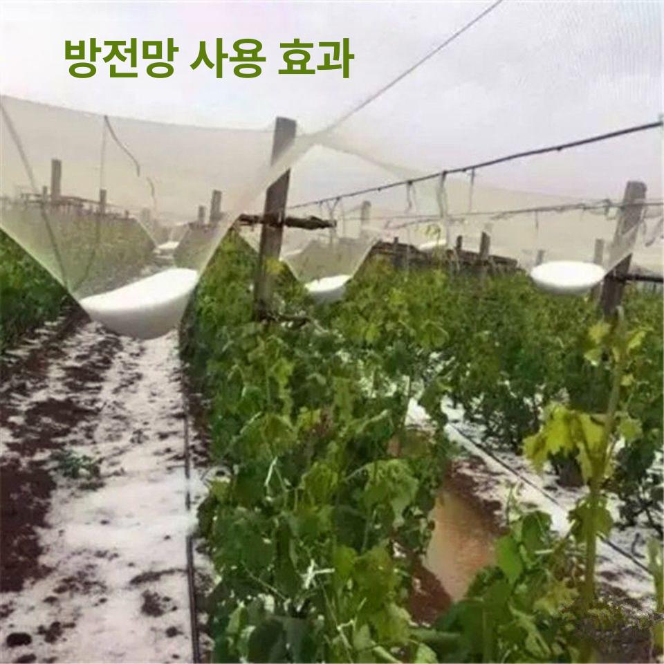 농업용 방충망 캠핑용 온실 보호망 작물 비닐하우스 망 폭 2m 길이 10m - 상세 이미지 5