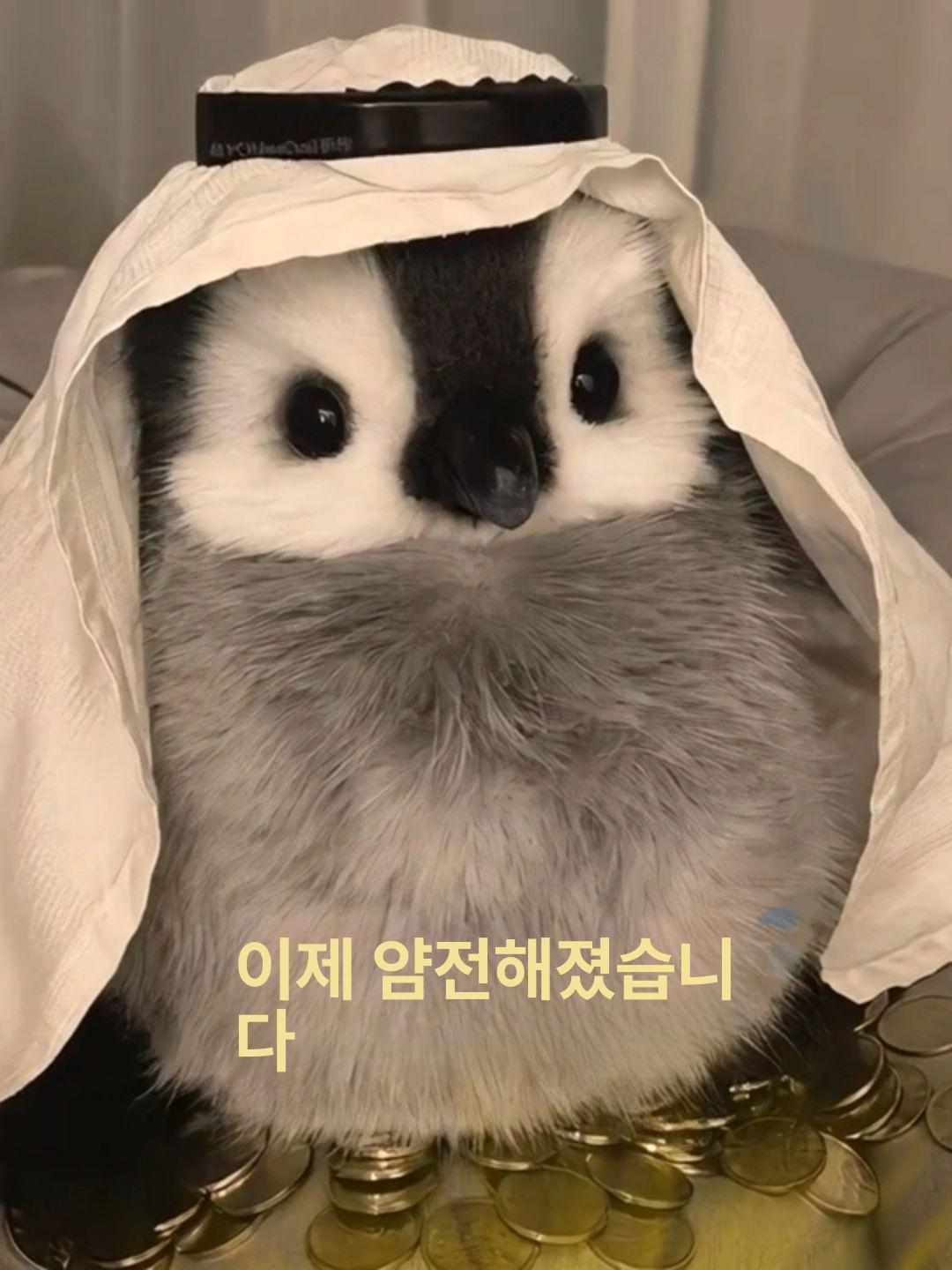 아기 펭귄 인형 애착 아기펭귄인형 선물 영국에서 유니크한 장식 귀여운 솜털 황제 미니 - 상세 이미지 4