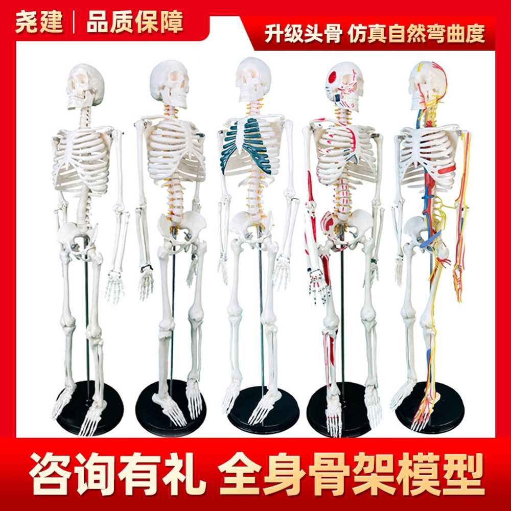 인체 해골 모형 해부학 실험실 용 보조 교육 골격 도구 A - 상세 이미지 2