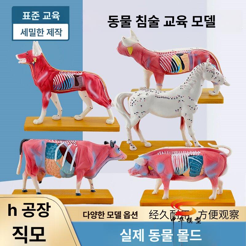 동물 해부 모델 학습용 골격 경혈 침술 개 - 상세 이미지 2