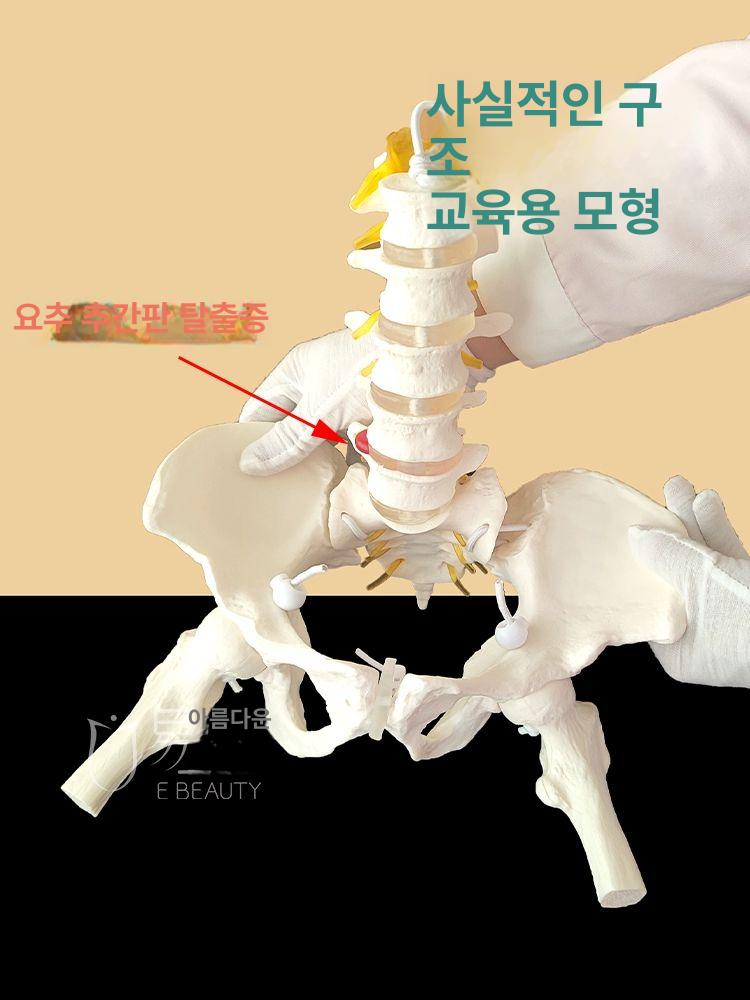 골반 모형 인체 해부학 교육용 모델 - 상세 이미지 3