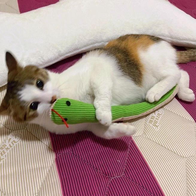 고양이 강아지 비닐 뱀 장난감 인형 쿠션 놀이 반려동물 애완동물 애완견 강아지 용품 인형 이미지 6
