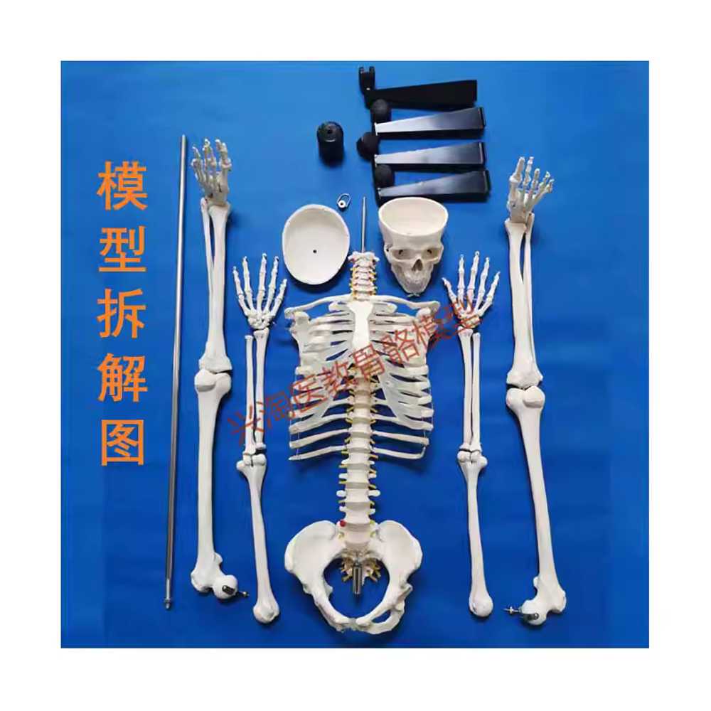 대형 인체모형 해골 골격 실험실 용 해부학 교육 도구 A 이미지 6