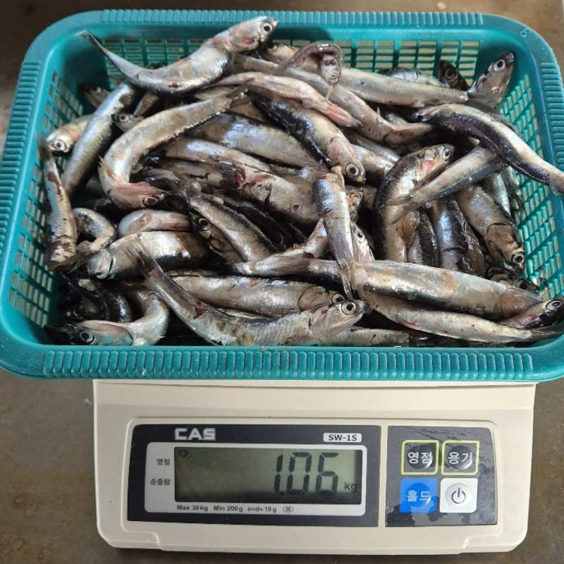 자연가득 부드럽고 찰진 횟감용 생멸치1kg 100미내외 이미지 6