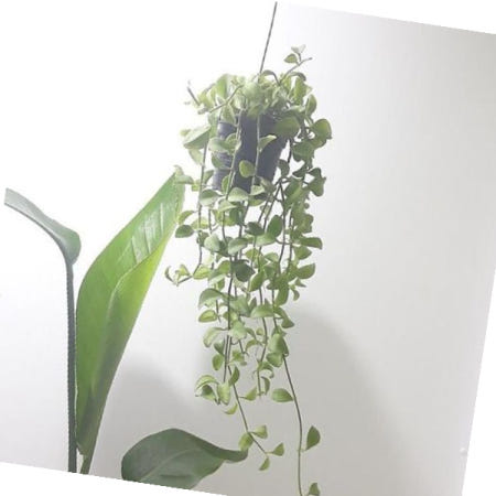 러브코리아 음지식물 디시디아(소) 거실인테리어식물 행잉식물