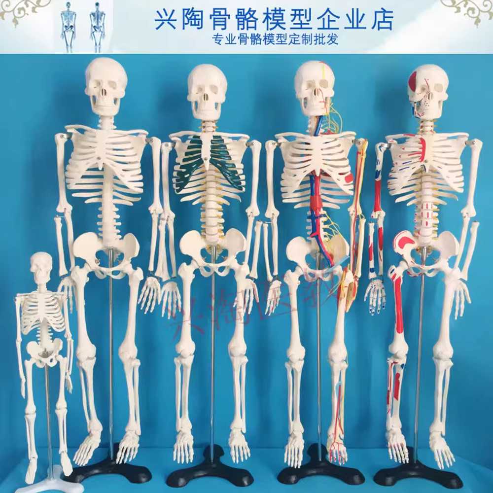 대형 인체모형 해골 골격 실험실 용 해부학 교육 도구 A - 상세 이미지 3