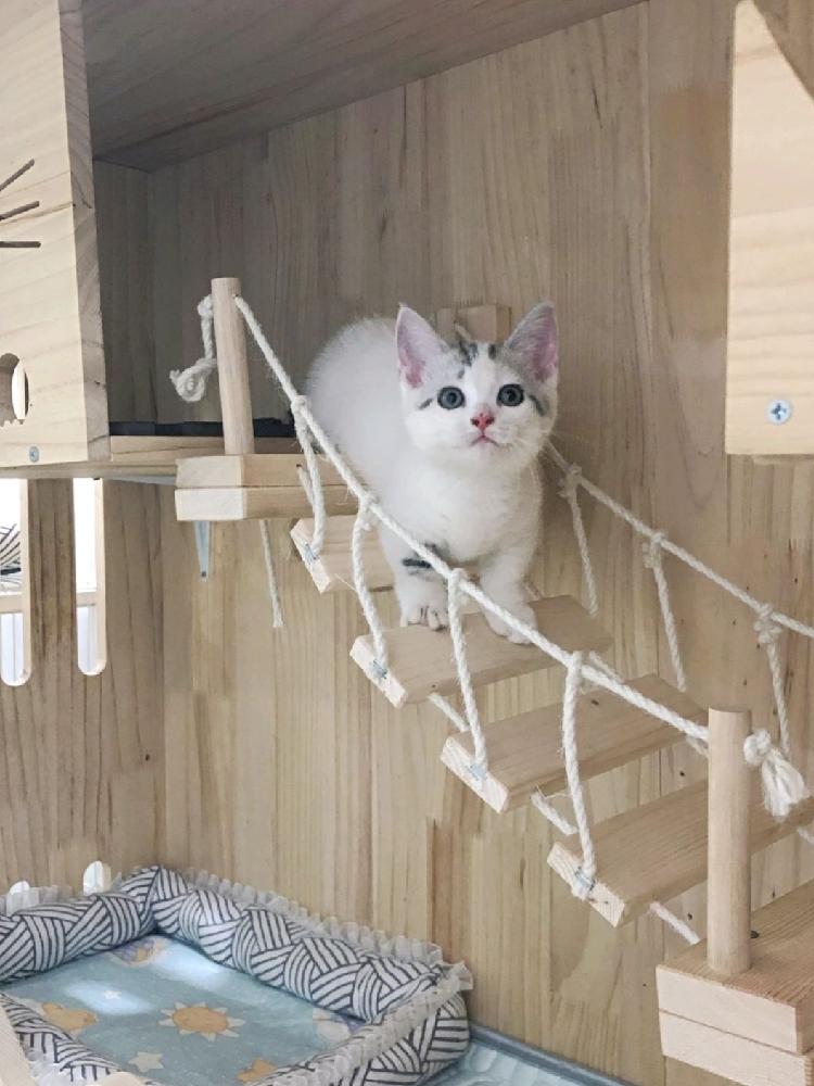 고양이 놀이터 등반 반려묘 프레임 브릿지 다리 캣 벽걸이 사다리 - 상세 이미지 5